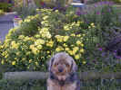 Picture:Honey posing in front of Mums Fall 2000