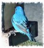 bluebird 1.jpg
